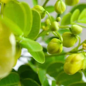 2 Pack Cassia Butterfly Bush Live Plants (Senna bicapsularis) – 4-6