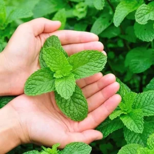 2 Peppermint Live Plants – Starter Size – Fragrant Green Herb – Easy to Grow - Image 10