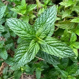 2 Peppermint Live Plants – Starter Size – Fragrant Green Herb – Easy to Grow - Image 2