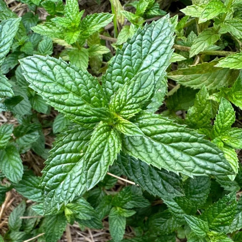 2 Peppermint Live Plants – Starter Size – Fragrant Green Herb – Easy to Grow - Image 2