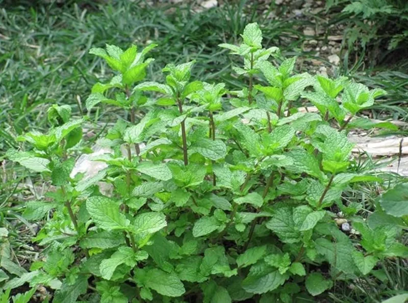 2 Peppermint Live Plants – Starter Size – Fragrant Green Herb – Easy to Grow - Image 4