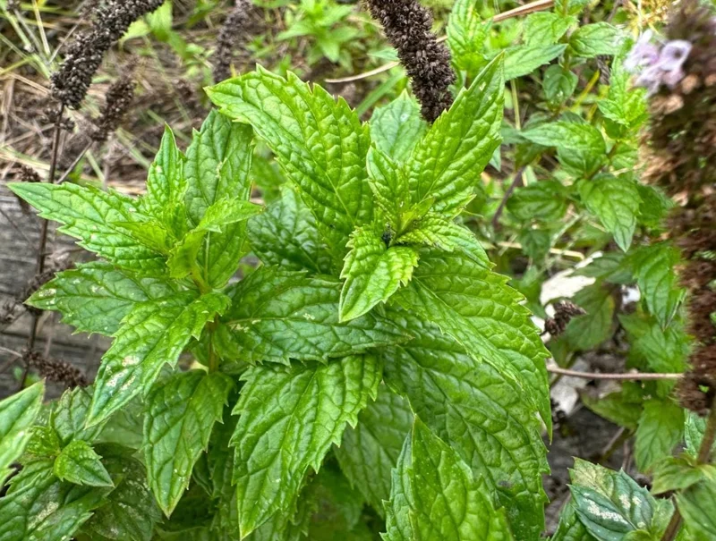 2 Peppermint Live Plants – Starter Size – Fragrant Green Herb – Easy to Grow - Image 6