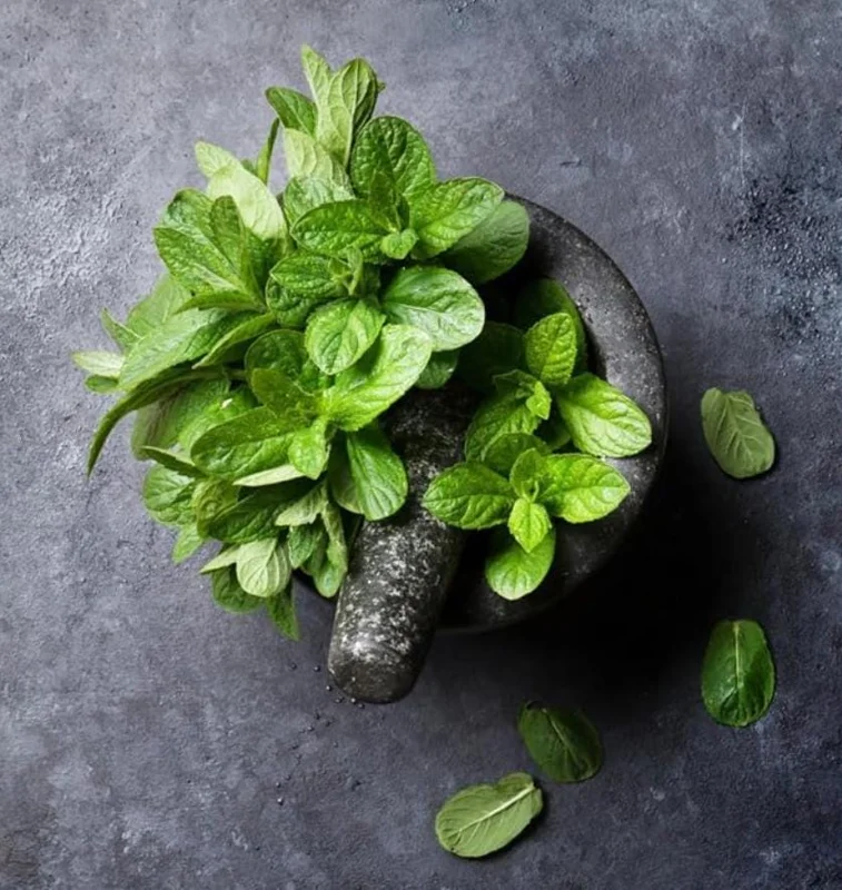 2 Peppermint Live Plants – Starter Size – Fragrant Green Herb – Easy to Grow - Image 7