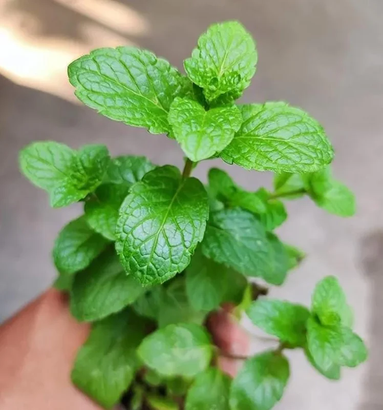 2 Peppermint Live Plants – Starter Size – Fragrant Green Herb – Easy to Grow - Image 9