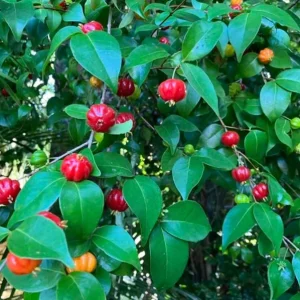 2 Surinam Cherry Live Plants, 4-6