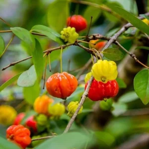 2 Surinam Cherry Live Plants, 4-6