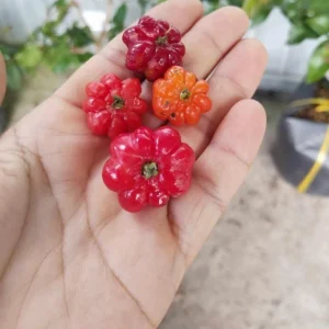 2 Surinam Cherry Live Plants, 4-6