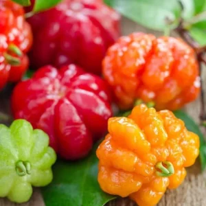 2 Surinam Cherry Live Plants – 4-6