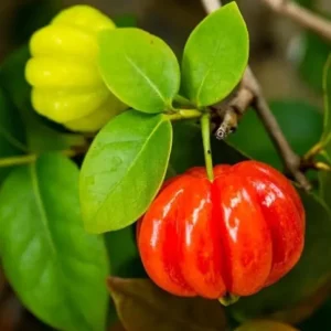 2 Surinam Cherry Live Plants – 4-6" Tall Tropical Edible Fruit Shrub - Image 1