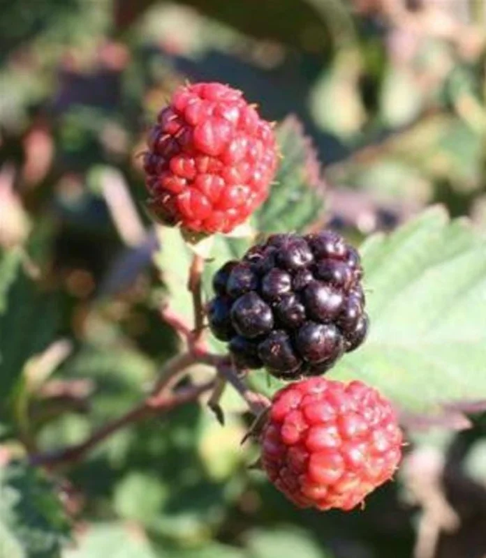 2 Triple Crown Blackberry Live Plants - Thornless Starter, 4-6" Tall, Large Juicy Berries - Image 2