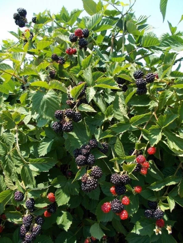 2 Triple Crown Blackberry Live Plants - Thornless Starter, 4-6" Tall, Large Juicy Berries - Image 3