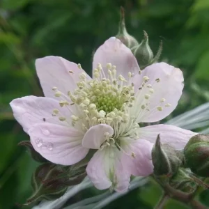 2 Triple Crown Blackberry Live Plants - Thornless Starter, 4-6