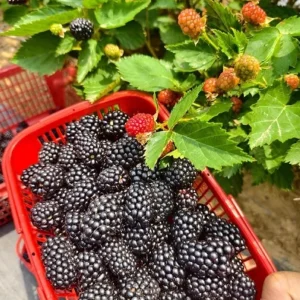 2 Triple Crown Blackberry Live Plants - Thornless Starter, 4-6