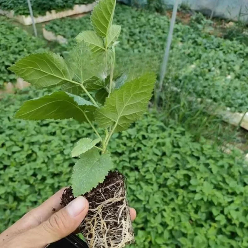 2 Triple Crown Blackberry Live Plants - Thornless Starter, 4-6" Tall, Large Juicy Berries - Image 7