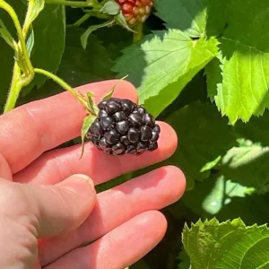 2 Von Thornless Blackberry Live Plants – Sweet Black Fruit – 4-6 Inch Starters - Image 4