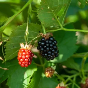 2 Von Thornless Blackberry Live Plants – Sweet Black Fruit – 4-6 Inch Starters - Image 1