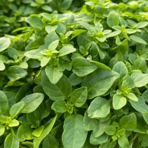 3 Live Greek Basil Plants – 5-8" Tall – Aromatic Culinary Herb for Indoor/Outdoor - Image 2