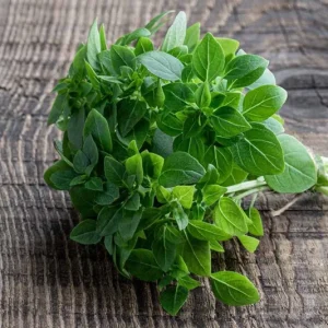 3 Live Greek Basil Plants – 5-8