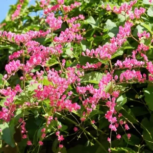 4 Mexican Creeper Live Plants – Pink Flowering Vine Starter, 4-6" Tall, Outdoor - Image 2