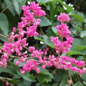 4 Mexican Creeper Live Plants – Pink Flowering Vine Starter, 4-6