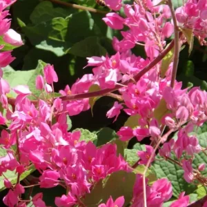 4 Mexican Creeper Live Plants – Pink Flowering Vine Starter, 4-6