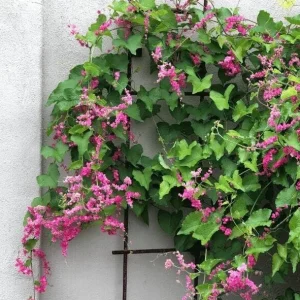 4 Mexican Creeper Live Plants – Pink Flowering Vine Starter, 4-6