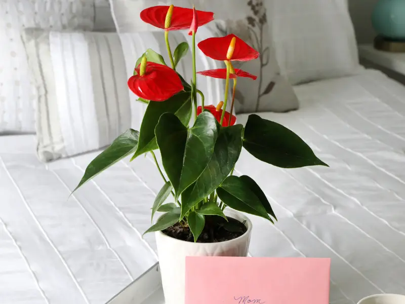 Anthurium plant