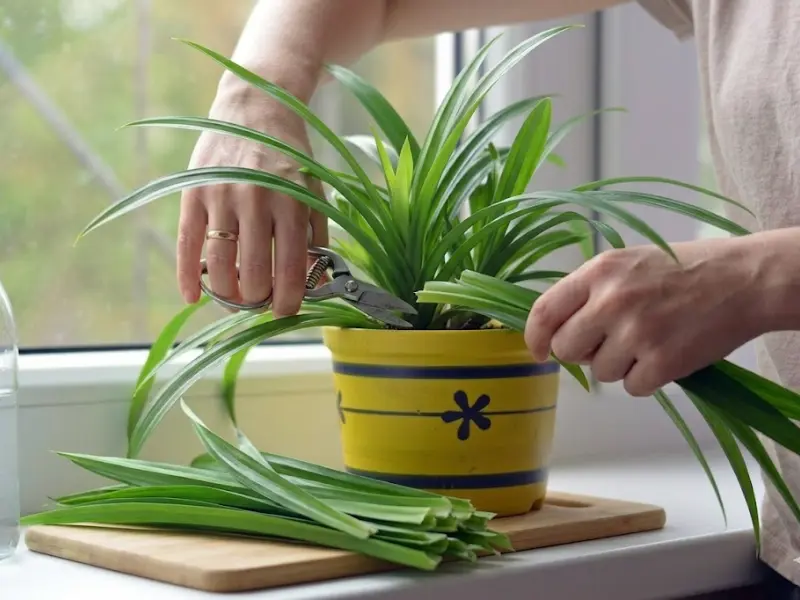 Harvesting Indoor Pandan Correctly