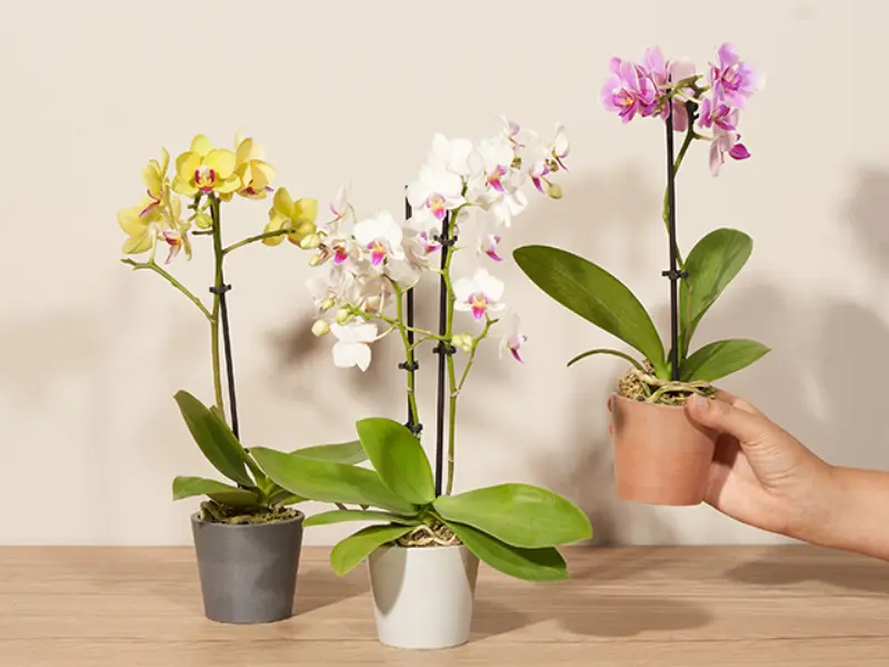 Orchid plant for women's day gift