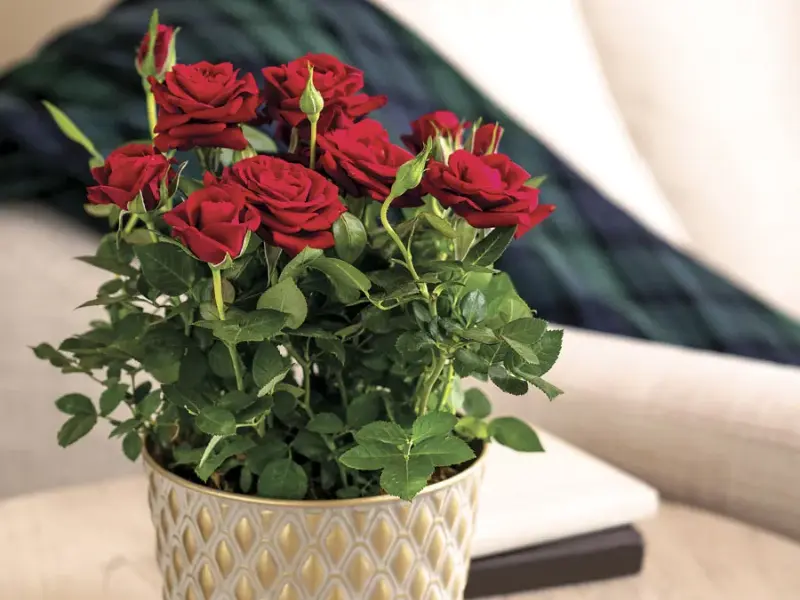Rose plant for women's day gift