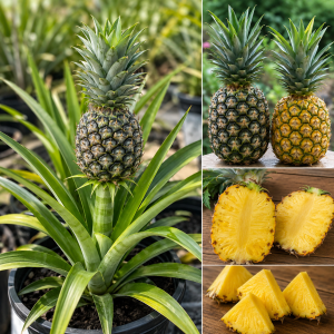 Sugarloaf Pineapple Live Plant Set - Ananas comosus - 4-6 Inch Tall Starter Plants