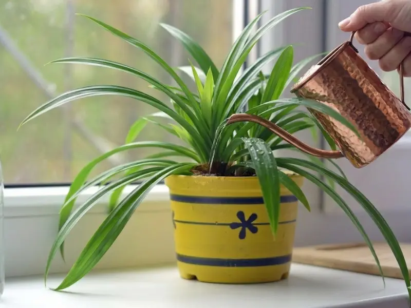 Watering pandan plants indoors