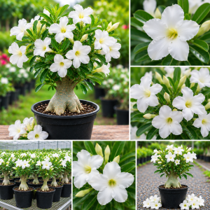 Set of 2 White Desert Rose Live Plants – Adenium Obesum – 4-6" Tall – Indoor/Outdoor