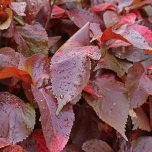 Acalypha Chenille Copper Live Plant - 2-Pack, 4-6" Tall, Colorful Foliage - Image 2