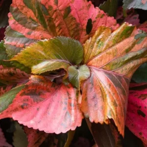 Acalypha Chenille Copper Live Plant - 2-Pack, 4-6