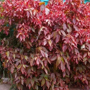 Acalypha Chenille Copper Live Plant - 2-Pack, 4-6