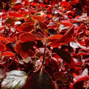 Acalypha Chenille Copper Live Plant - 2-Pack, 4-6" Tall, Colorful Foliage - Image 1