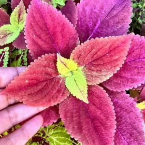 Alabama Sunset Coleus Live Plant – Set of 3 – 5-9" Tall Starter Plants – Colorful Foliage Ornamental - Image 2