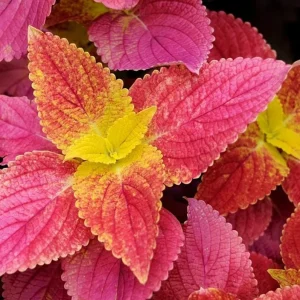 Alabama Sunset Coleus Live Plant – Set of 3 – 5-9