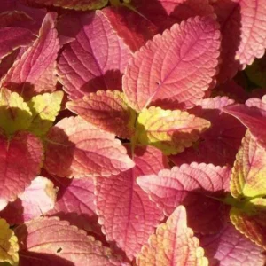 Alabama Sunset Coleus Live Plant – Set of 3 – 5-9