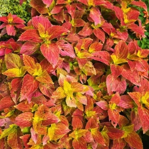 Alabama Sunset Coleus Live Plant – Set of 3 – 5-9