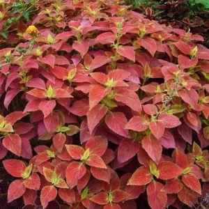 Alabama Sunset Coleus Live Plant – Set of 3 – 5-9