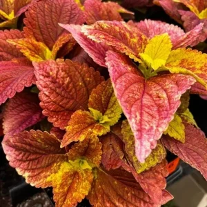 Alabama Sunset Coleus Live Plant – Set of 3 – 5-9