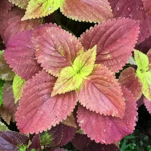 Alabama Sunset Coleus Live Plant – Set of 3 – 5-9" Tall Starter Plants – Colorful Foliage Ornamental - Image 1