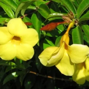 Allamanda Brown Bud Live Plant Set of 3 – 4-6