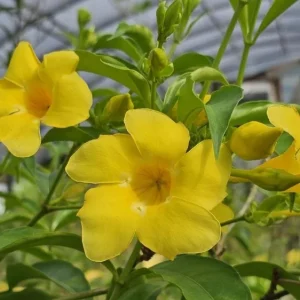 Allamanda Brown Bud Live Plant Set of 3 – 4-6" Tall – Tropical Yellow Trumpet Vine – Perennial - Image 2