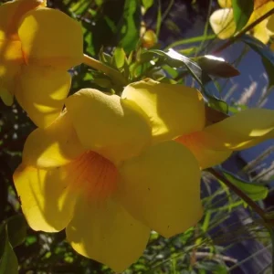 Allamanda Brown Bud Live Plant Set of 3 – 4-6