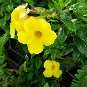 Allamanda Brown Bud Live Plant Set of 3 – 4-6