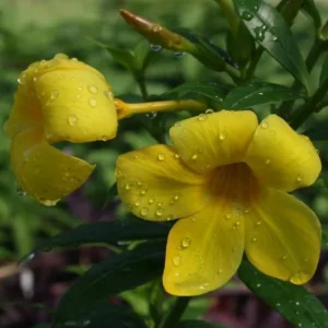 Allamanda Brown Bud Live Plant Set of 3 – 4-6