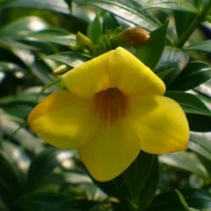 Allamanda Brown Bud Live Plant Set of 3 – 4-6